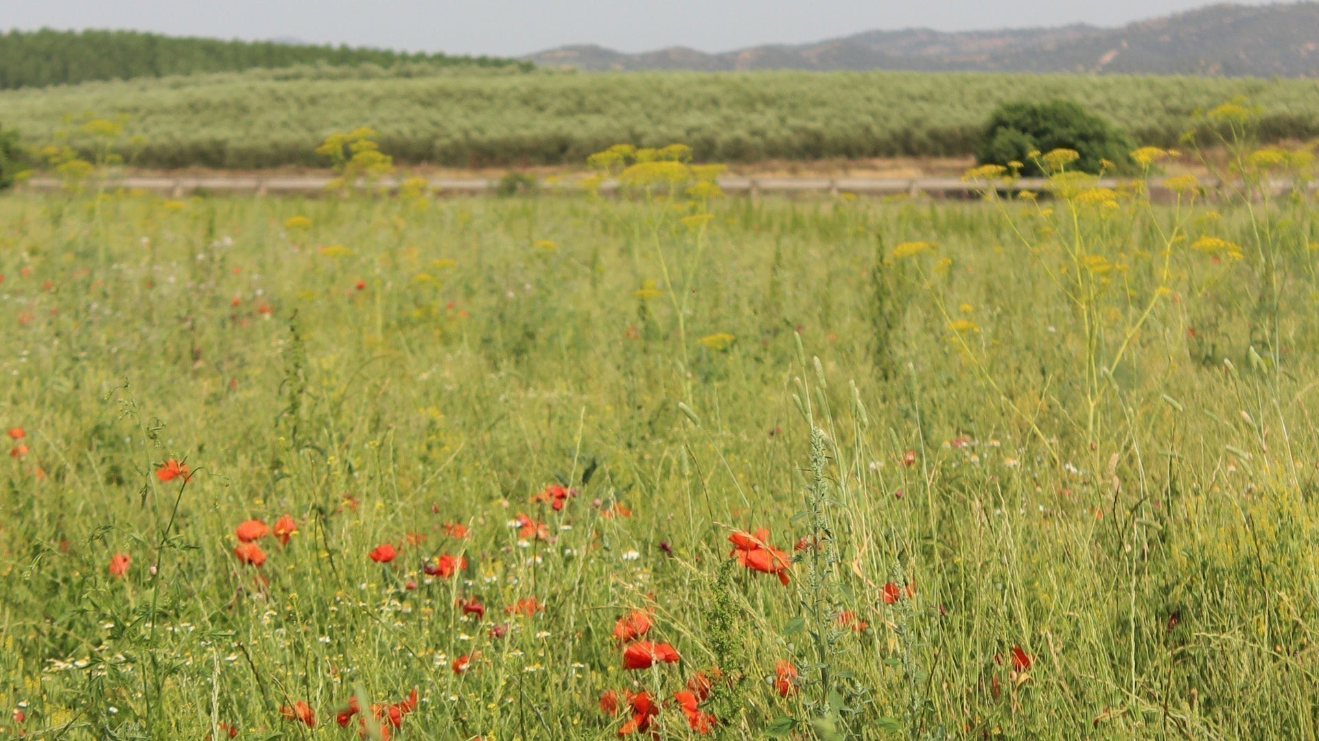 Blomstereng med røde valmuer