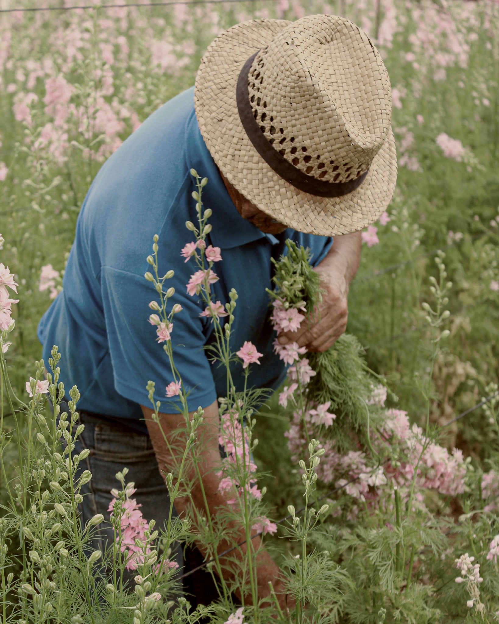 En landmand med strÄhat klipper enkelte blomster pÄ en mark.