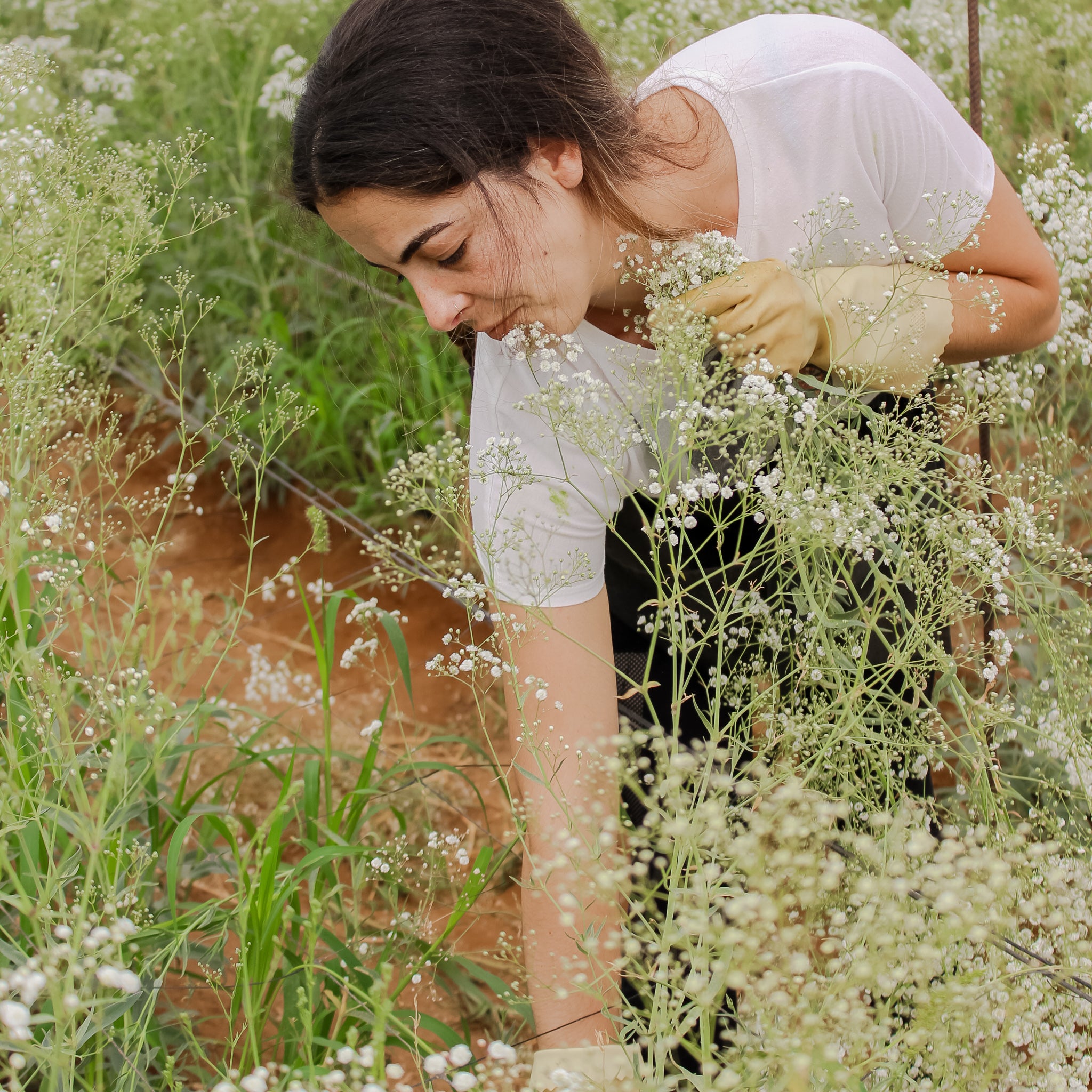 En kvinde plukker brudeslør, der vokser på en mark