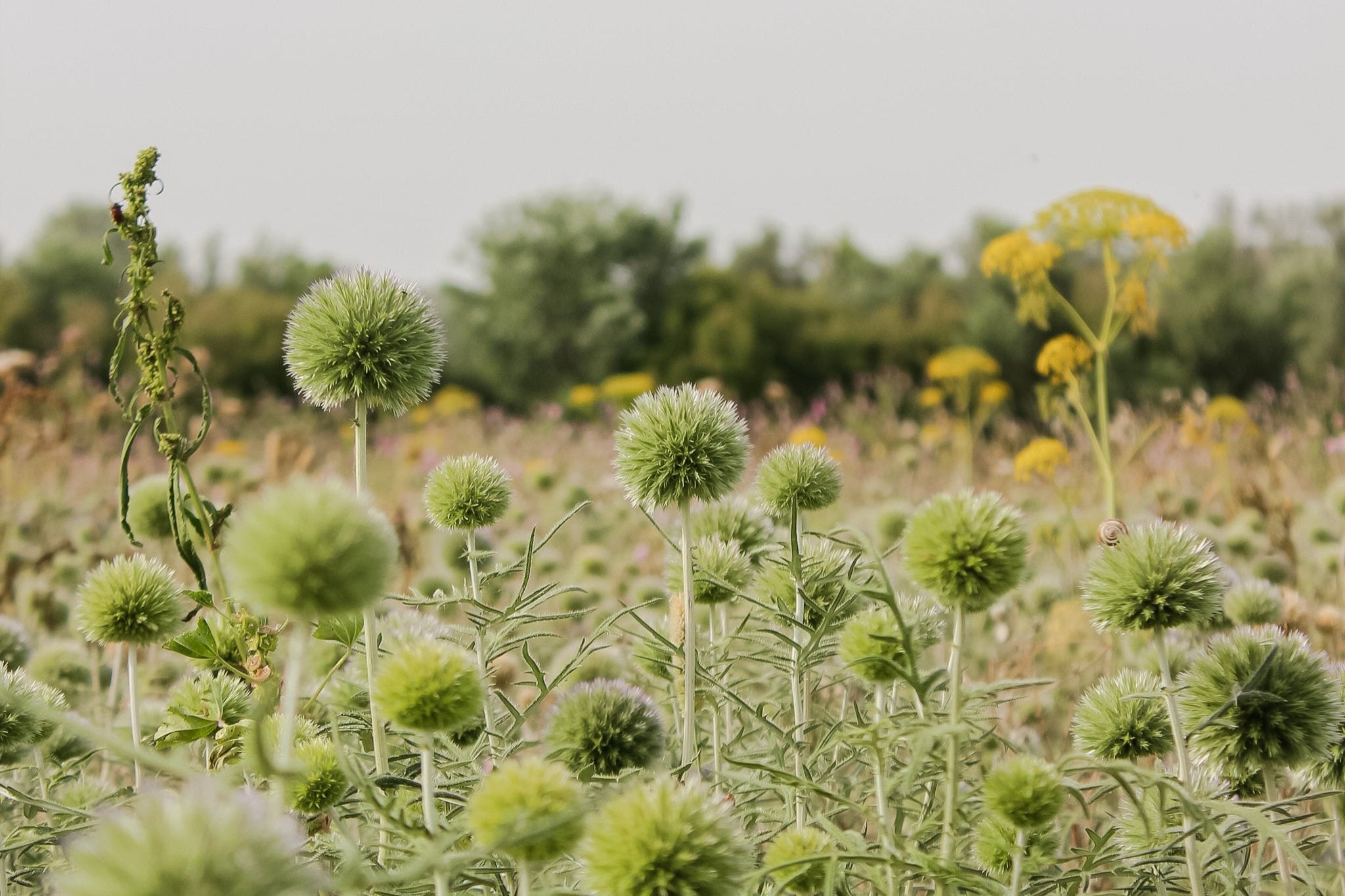 NĂŠrbillede af en vild blomstereng i mĂŠttede grĂžnne og gule nuancer.
