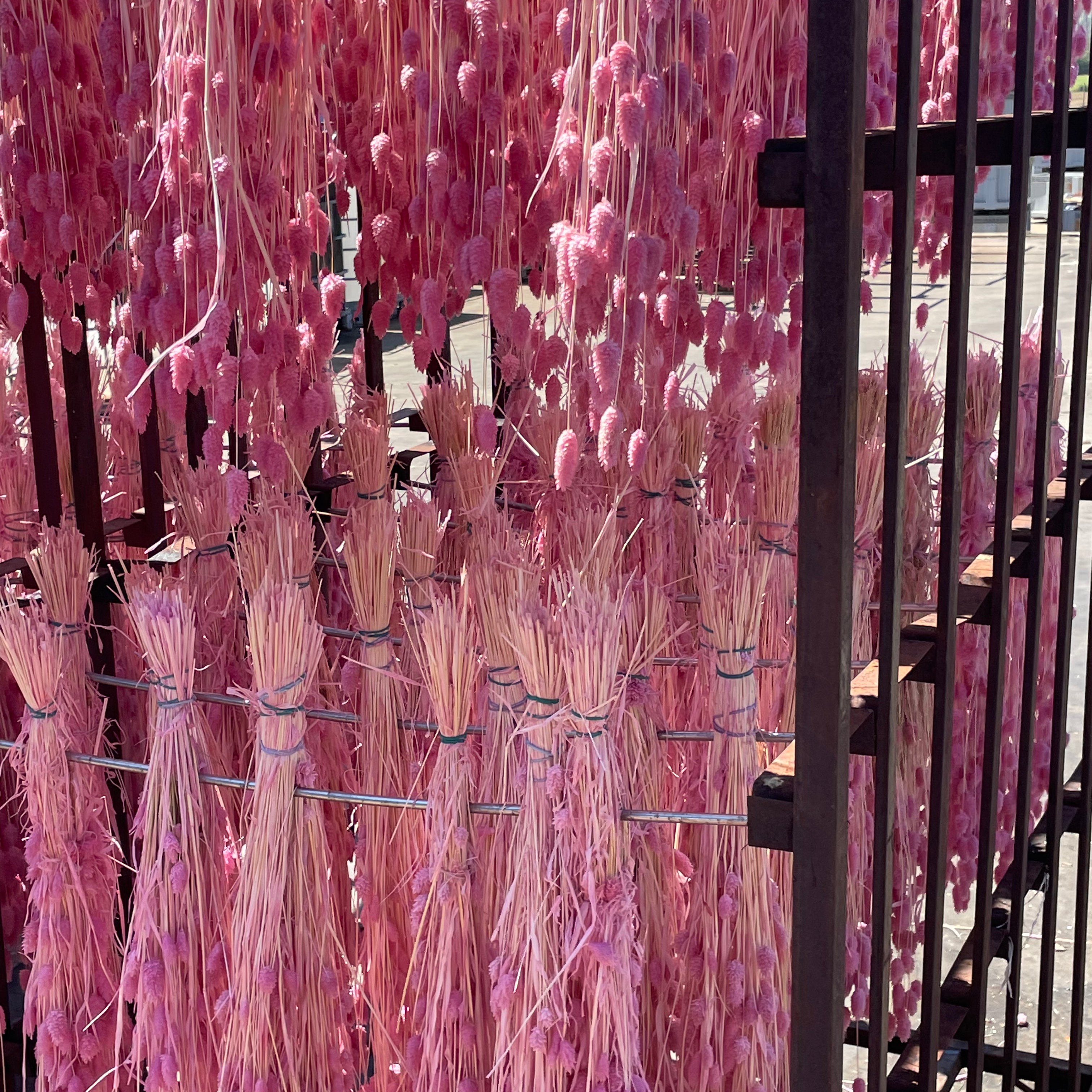 Tørringsproces af blomster, der hænger på hovedet på et stativ