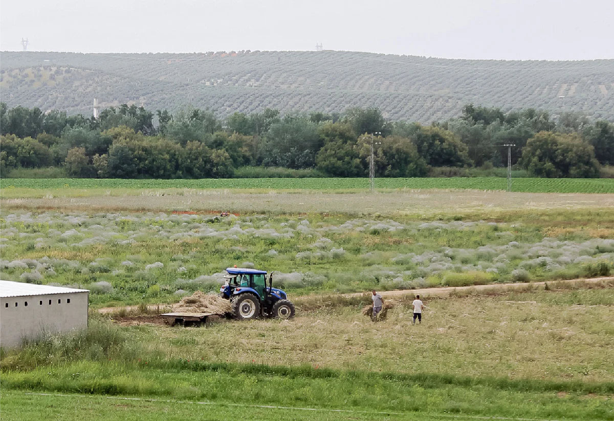 Blomsterenge i Sydeuropa, hvor en traktor kører, og to mænd arbejder.