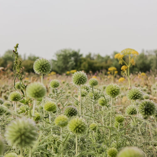 Blomstereng i grøn med gule blomster