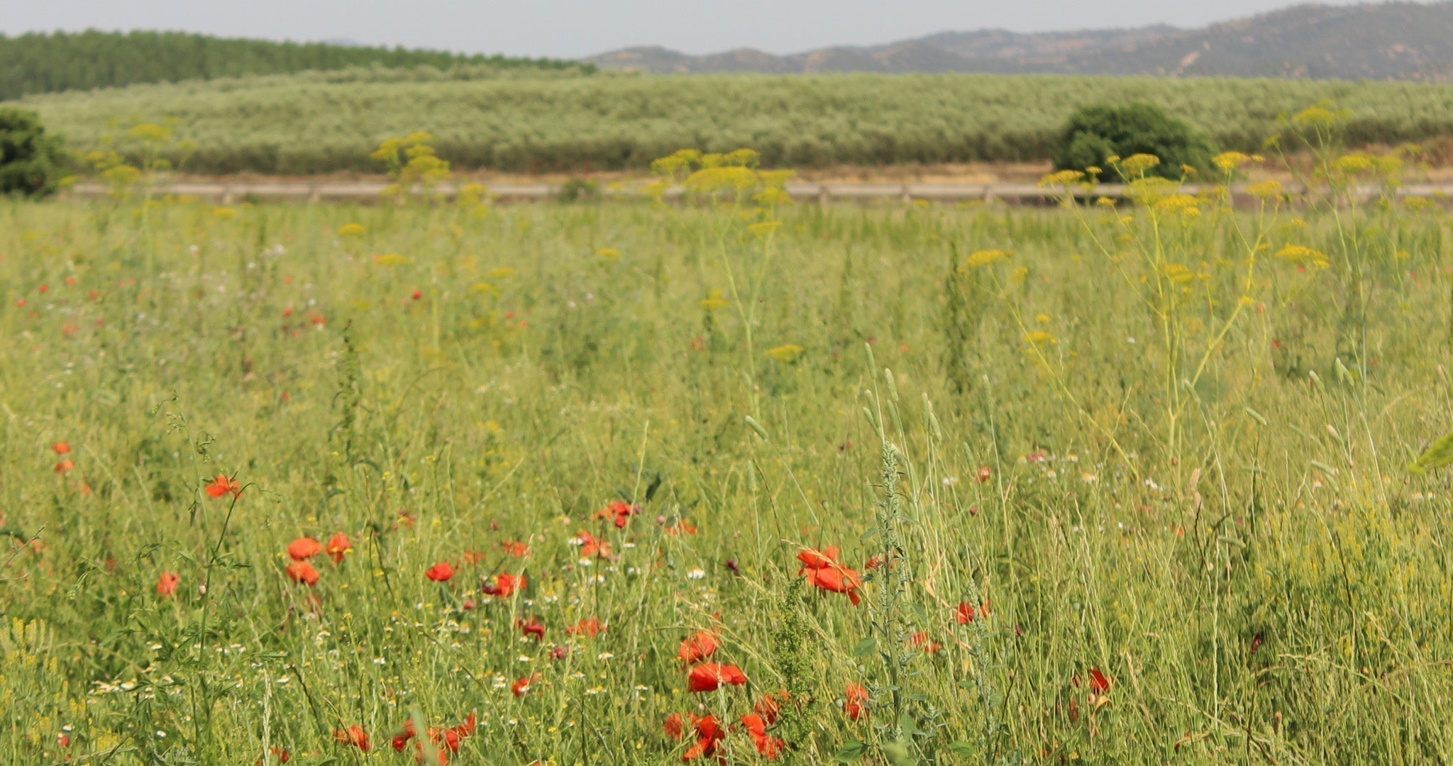 Blomstereng med røde valmuer